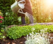 5 Tips to Easily Water Plants and the Garden: Keep Your Green Spaces Moisturized and Healthy