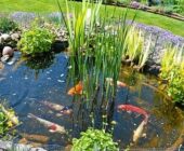 The Importance of Having a Pump for Your Pond: Maintain the Balance and Health of your Aquatic Oasis