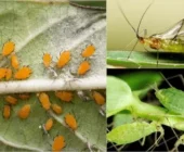 How to Fight the Aphids That Ravage Your Gardens: Effective and Ecological Tips