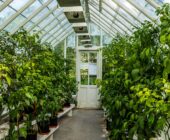 How to Choose a Garden Greenhouse: Complete Guide to a Wise Choice