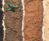 Choosing the Right Soil for a Gardener: The Foundation for a Healthy and Thriving Garden